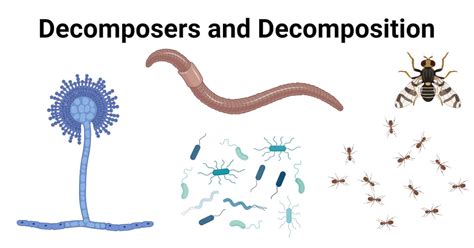 decaying materials|Decomposer .